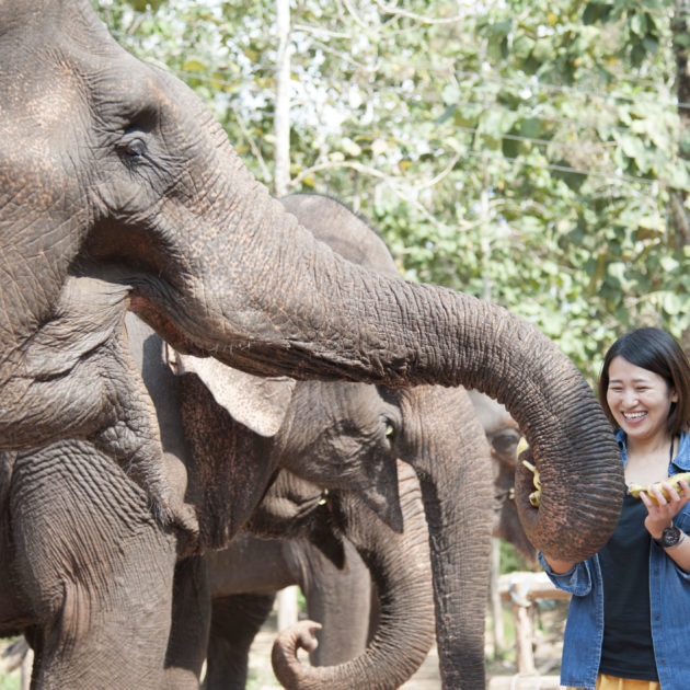 MANIFA ELEPHANT CAMP — LUANG PRABANG . LAOS