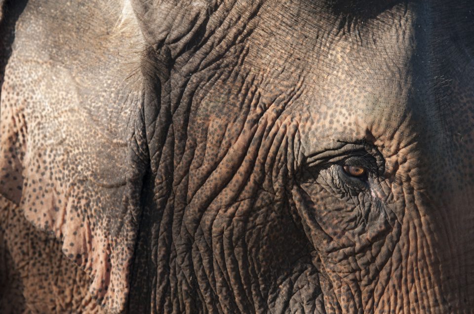 Staying with the Trouble: Elephants, People, and the Future of Coexistence in Laos