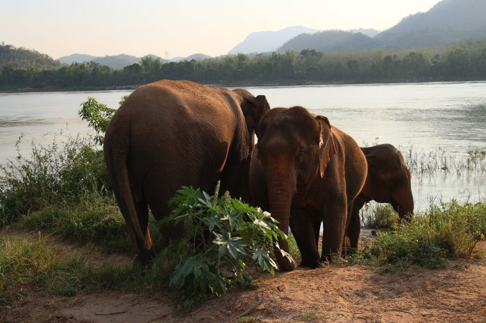 Mekong River Cruise – Luang Prabang – Pak Ou Caves Day Trip