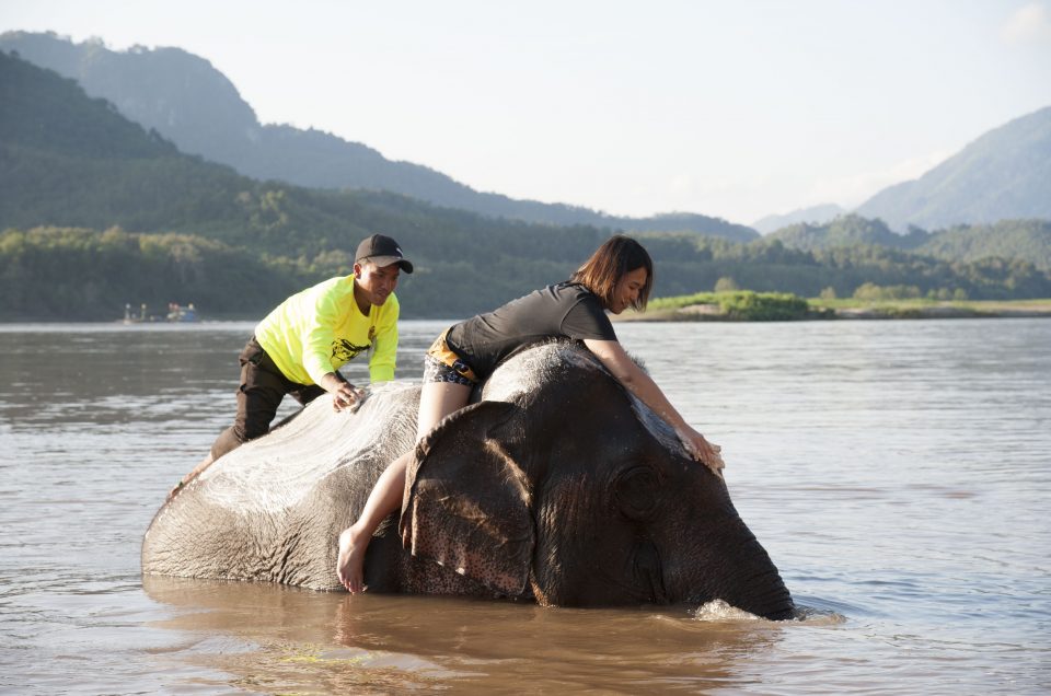Q: Is elephant riding harmful?