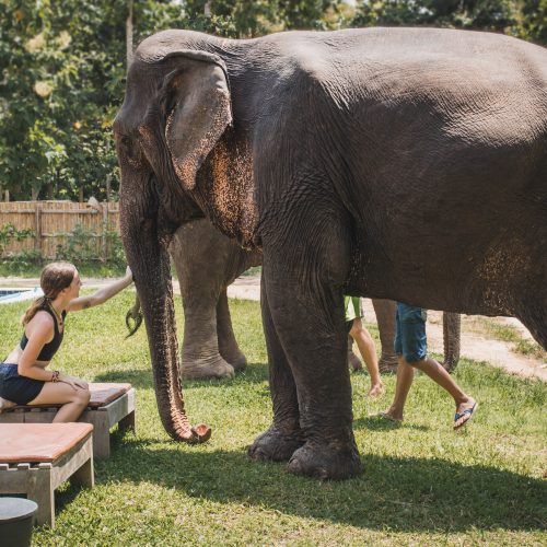 elephant camp resort