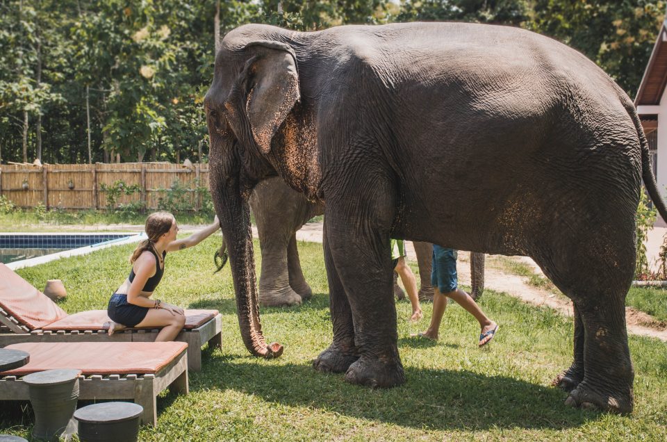 Elephant Friendly Cottages Accommodation All Inclusive Package Manifa