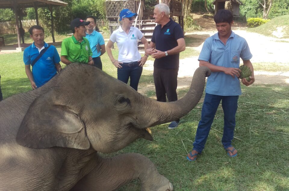 Q: How are elephants trained to interact with humans?