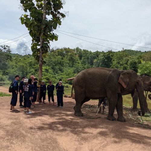 elephant-friendly mahout experience