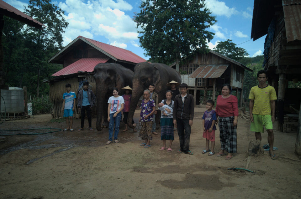 Q: Should all activities involving interactions with elephants be banned or boycotted?