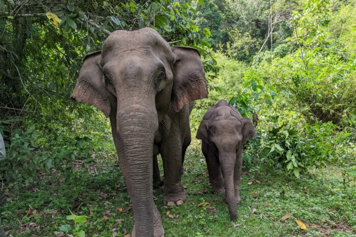 [H03F] Half-Day Family Elephant Mahout Experience