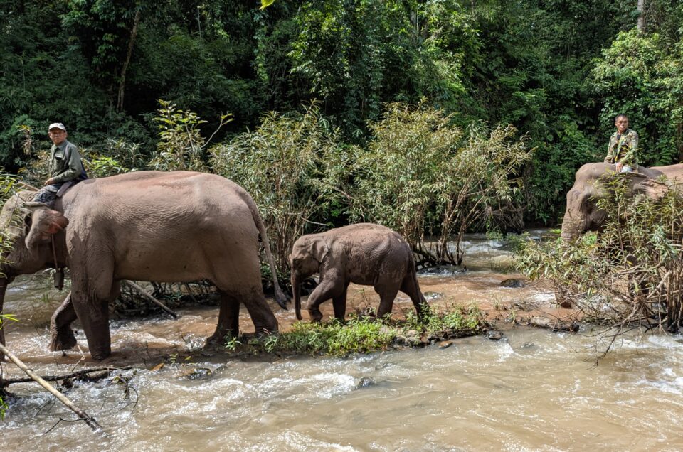 Rethinking Elephant Training