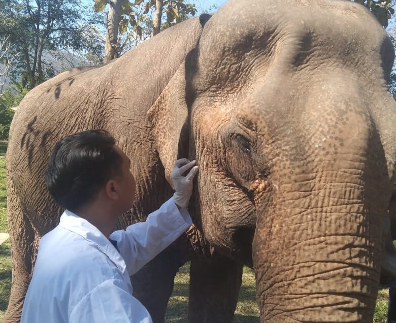 Q: Are Elephants in Tourism Wild or Domesticated?