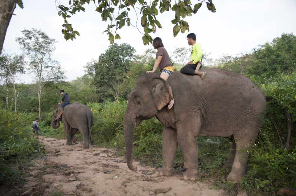 Q: Are elephants working for people eligible for rescue and conservation?