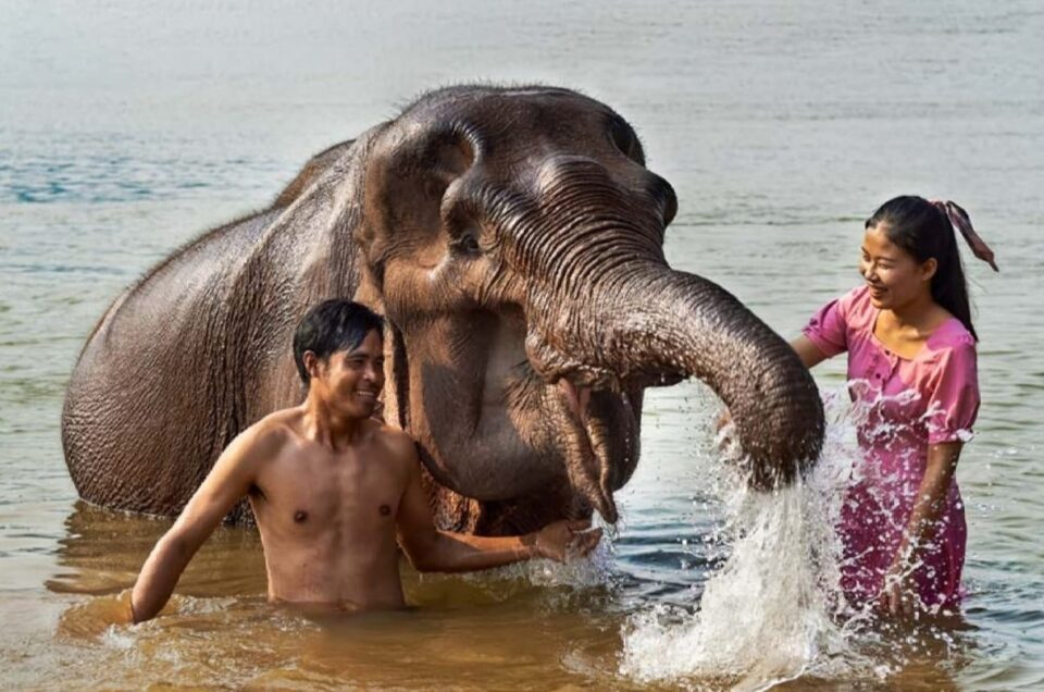 Becoming with Elephants