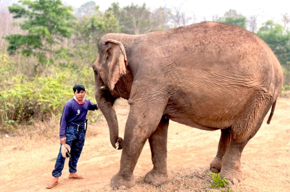 Ethics in Elephant Tourism: Haraway, Response, and the Mahout-Animal Rights Divide