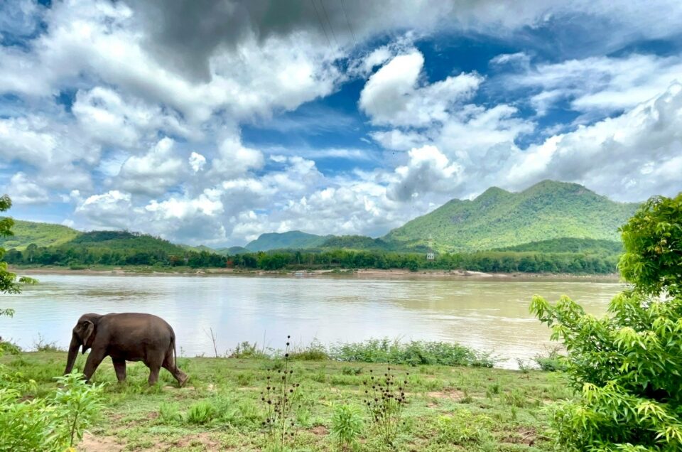 Elephants, Healing, and Situated Care: Ethnoveterinary Knowledge in Laos and the Ethics of Interspecies Relationship