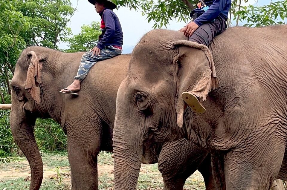 Is Elephant Riding Ethical? Animal Ethics and Power in a Postcolonial Context