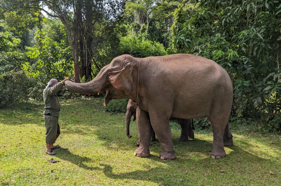 Q: Is it important to use a hook with elephants?