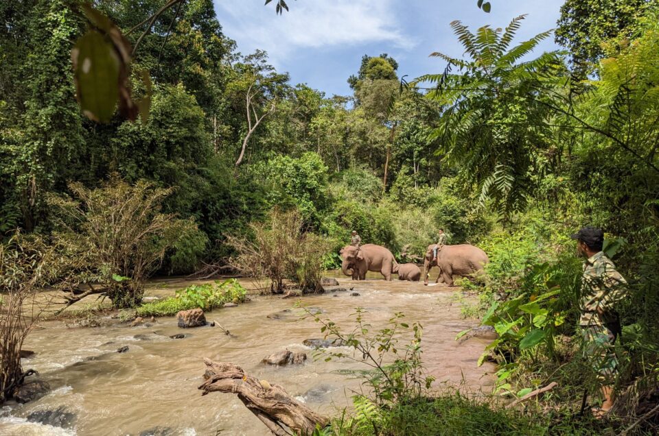 Q: Should elephants working in camps be reintroduced into the wild?