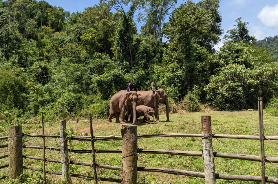 Q: Is it ethical to chain elephants?