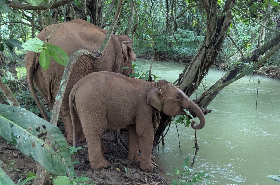 Riding Horses, Riding Elephants: Cultural Bias and the Politics of Animal Use in Research