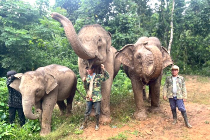 Full-Day Kuang Si Falls, Elephant Walk & Mekong Sunset Cruise (F03)