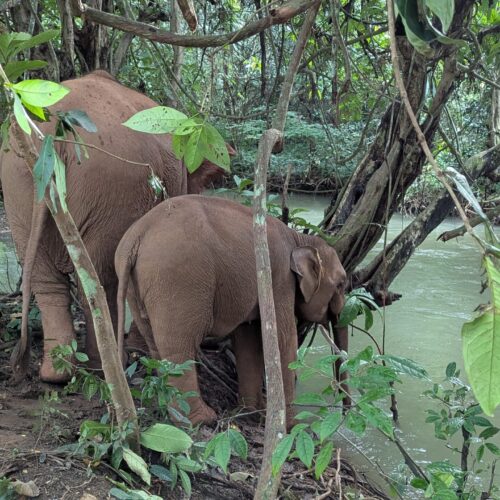 Full-Day Kuang Si Falls, Elephant Walk & Mekong Sunset Cruise (F03)