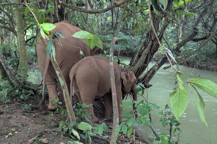 Full-Day Kuang Si Falls, Elephant Walk & Mekong Sunset Cruise (F03)