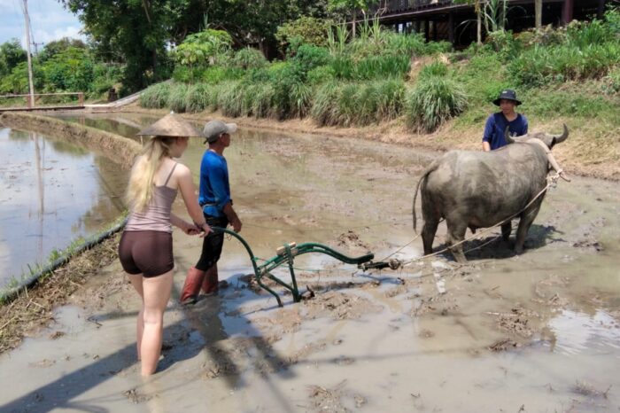 Kuang Si Waterfall & Rice Farm Experience with Sunset Cruise (F27)